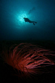   Annemon diver  